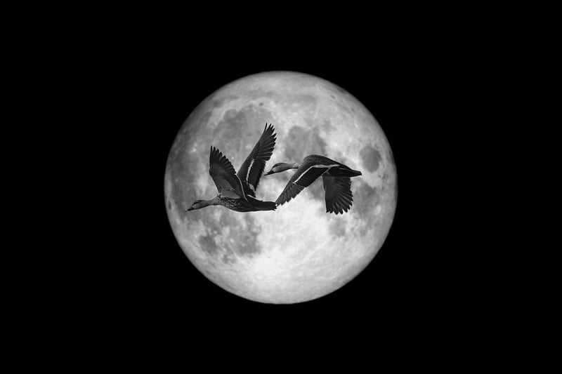 Moonlit Music